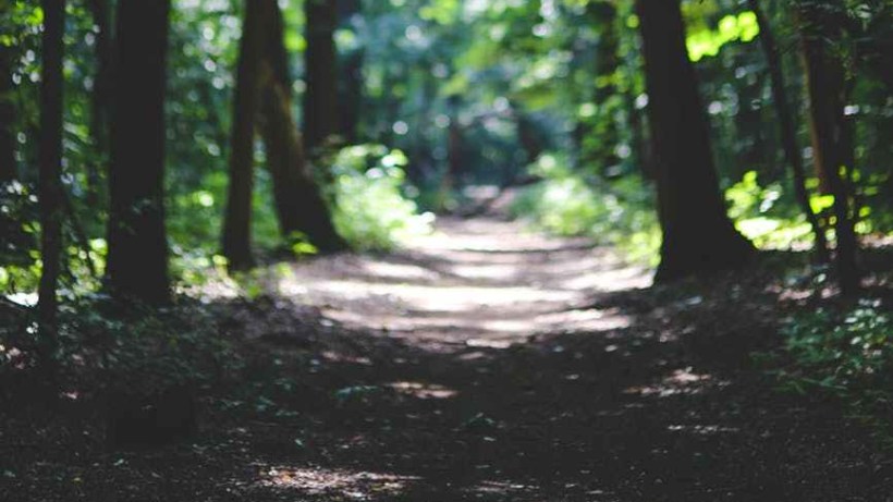 the path among the trees